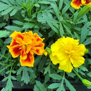 FRENCH MARIGOLD MIXED in 12 pack